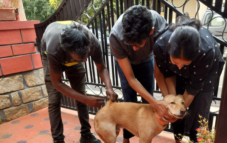 Prevention Of Rabies Is 'Paw-sibble'